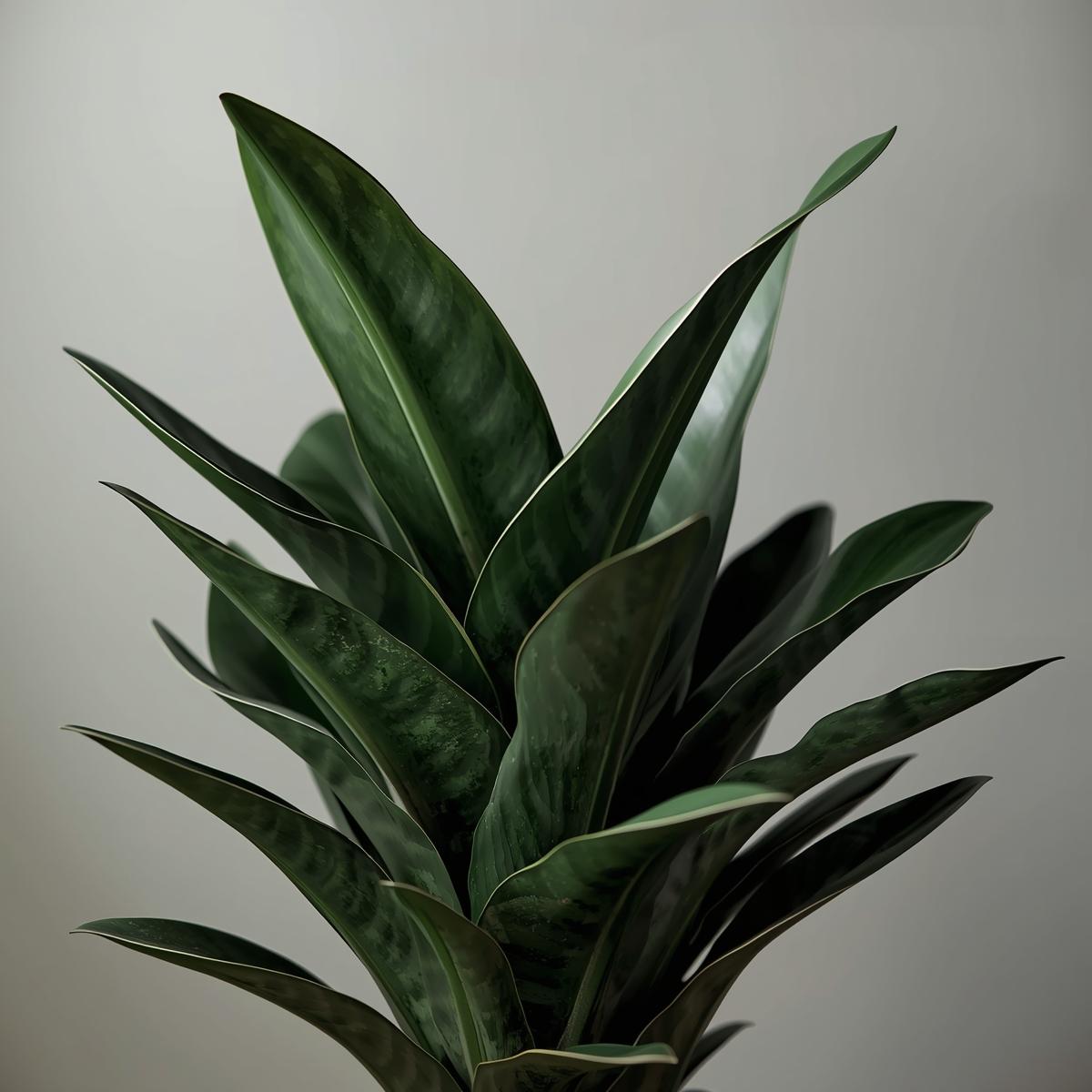 ZZ Plant (Zamioculcas)